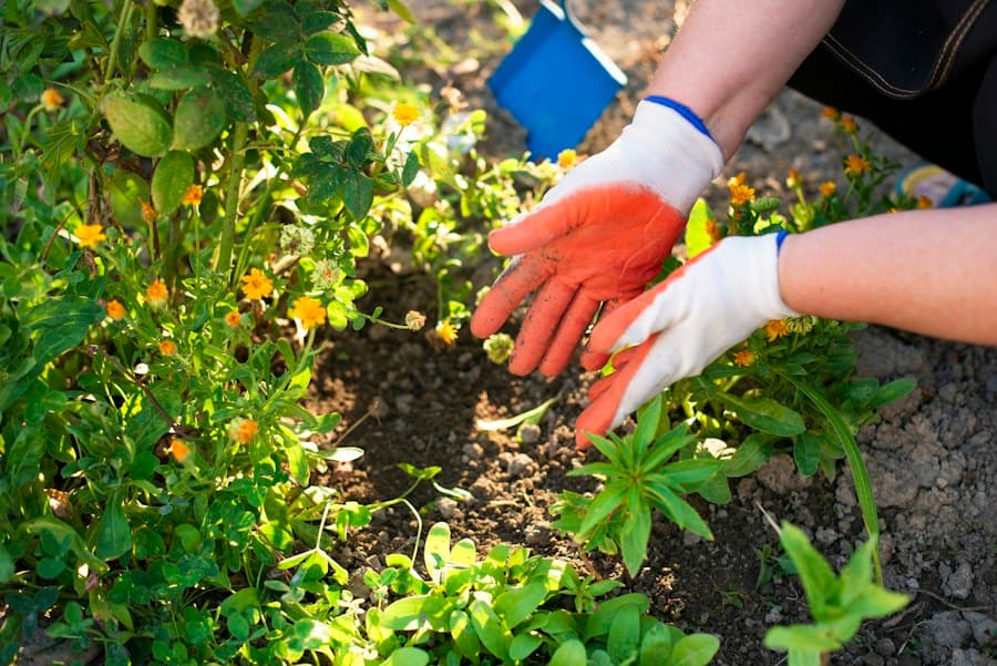 Mains en gants de jardinage orange et blancs travaillant la terre entre les plantes d’un massif fleuri
