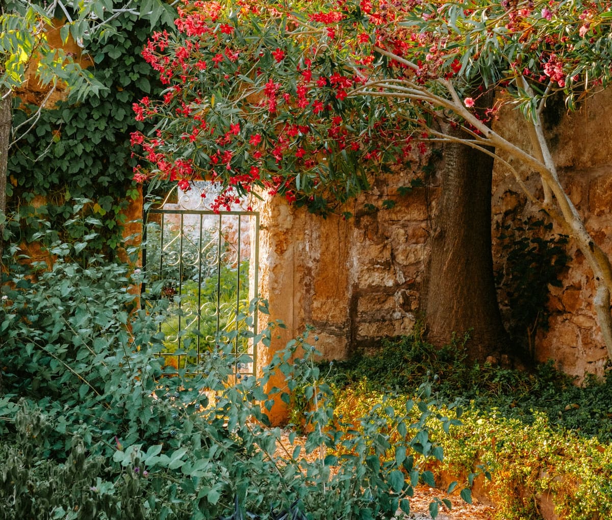 Jardin méditerranéen avec laurier-rose rouge en fleurs, portillon en fer forgé et vieux mur de pierre